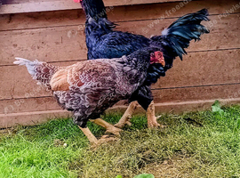Pair Indian (also called) Cornish Game LARGE FOWL