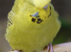 Budgies