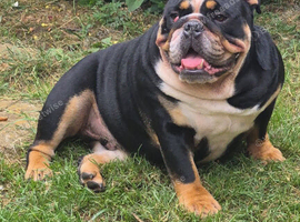 Looking for Looking for a companion BULLDOG