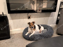Jack Russell bitch 7 years old