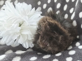 Male guinea pig