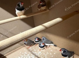 7 Male Zebra Finches