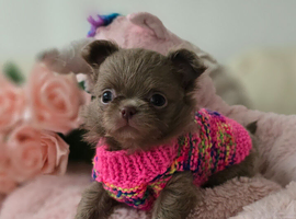 Xx stunning chihuahua longcoat puppies Xx