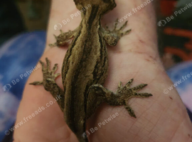 Young Gargoyle Gecko with setup