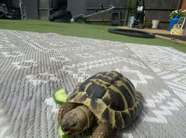 5year old male tortoise
