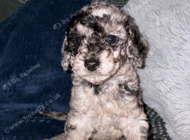 F2B cockapoos for sale