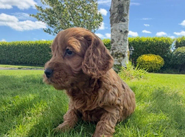 Quality Cockapoo Puppies