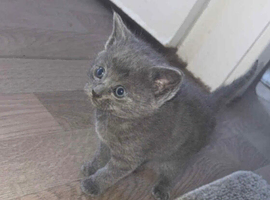 3 British shorthair kitten