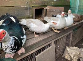 Muscovy Duck Hatching Eggs