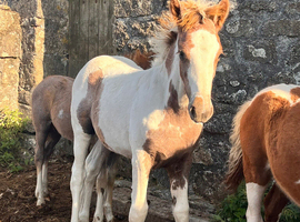 Quality Fillies and Colts for sale!