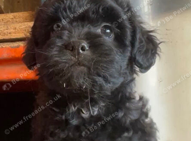 Froodle. Long haired French bulldog  cross miniature poodle