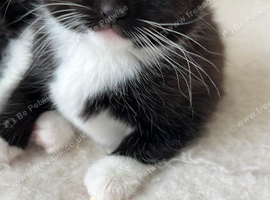 Female Tuxedo Kitten Looking for a Loving Home