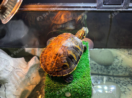 Young Florida red bullied turtle