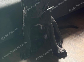 Male cane corso puppy