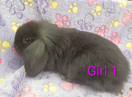 Gorgeous mini lop & mini lion lops