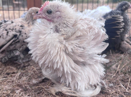 Pekin Frizzle Cockerel