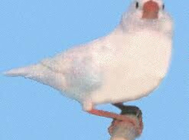 zebra finch