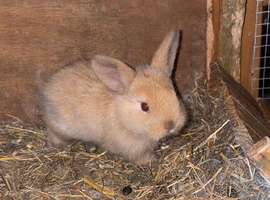 Beautiful baby rabbits ready now