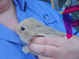 Mini lop x american blue