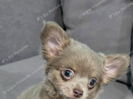 Mesmerizing Chihuahua Boy Ready to Melt Your Heart.