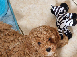Cockapoo Puppies looking for their forever home - Cheltenham in Cheltenham