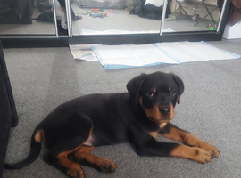 roitweiller puppy