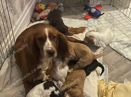 Stunning F1 Cockerpoo Babies