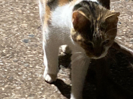 Playful kittens forsale