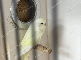 Baby budgie