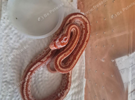 baby cornsnakes,amel tessara 2026