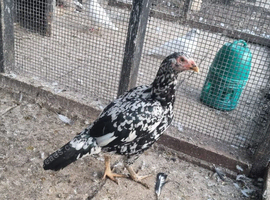 Pakistan Aseel for sale