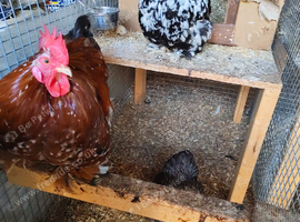 Cheapest Pekins online trio adults plus 7 young