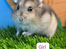 Dwarf Hamster Baby Babies Male & Female
