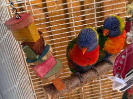 Two Beautiful Rainbow Lorikeets for Sale