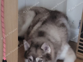 Siberian husky