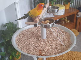 Hand tame sun conure