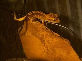Baby geckos for sale
