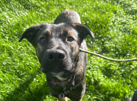 Beautiful boy looking for forever home