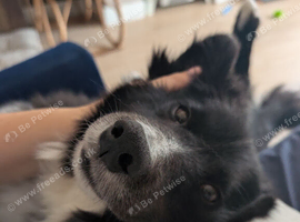 Female collie
