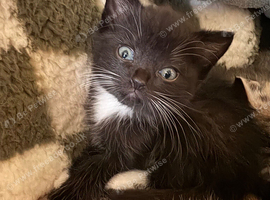 2 10 week old kittens