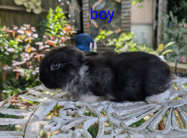 7 french lop babies for sale