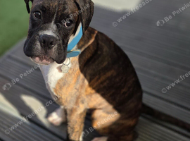 6 Month Old Brindle Male Boxer
