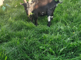 Billy for sale