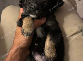 Puppy male pomchi