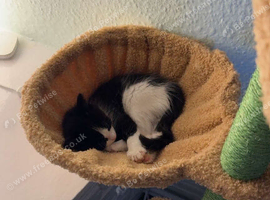 Fluffy black and white female