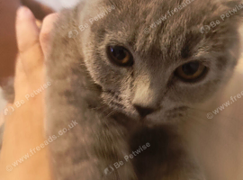 Blue British short hair cat