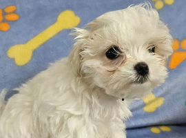Beautiful Maltese puppy for sale