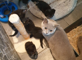 6 black british shorthair x including full British shorthair mum