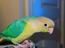 Extremely cuddly tame conures