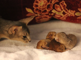 Adorable Abyssinian Kittens &ndash; Ready After 5th June